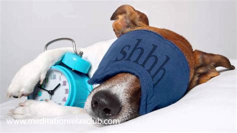 dog relaxation video|calming dog videos.